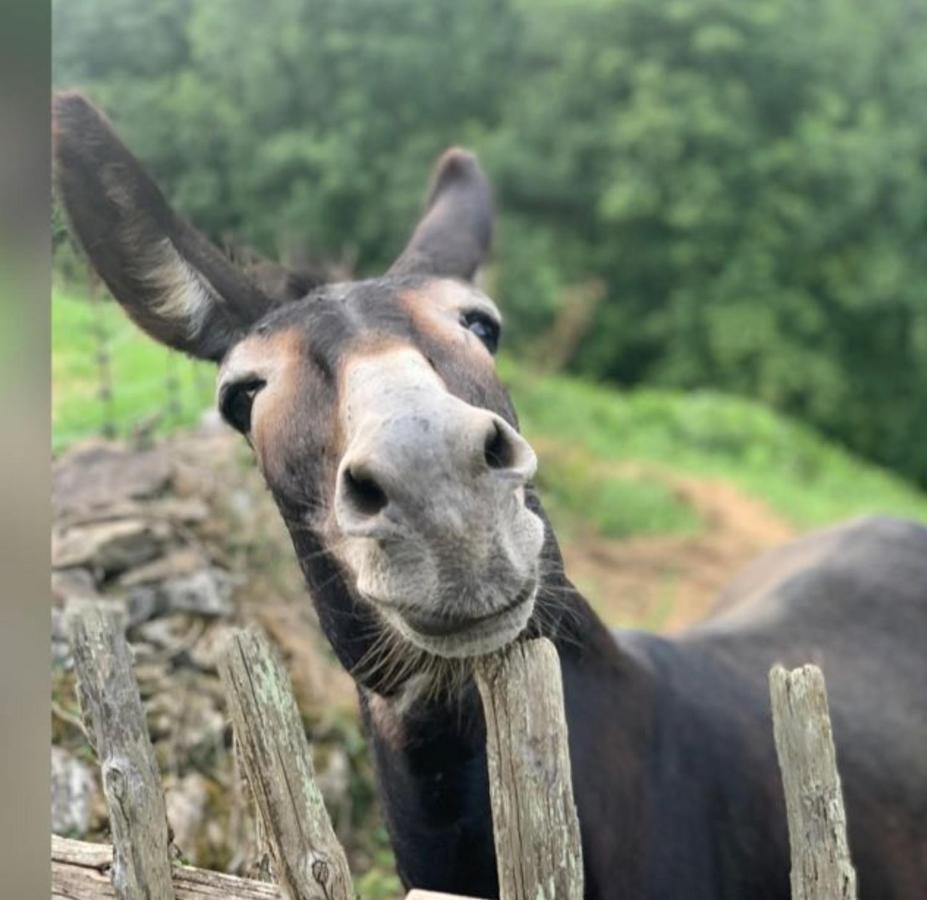 Agroturismo La Casona De Belmonte Ovinana  Eksteriør bilde