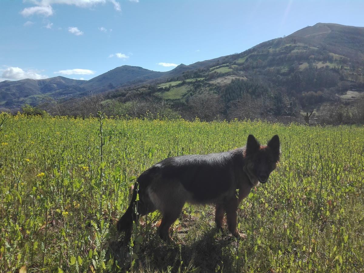 Agroturismo La Casona De Belmonte Ovinana  Eksteriør bilde