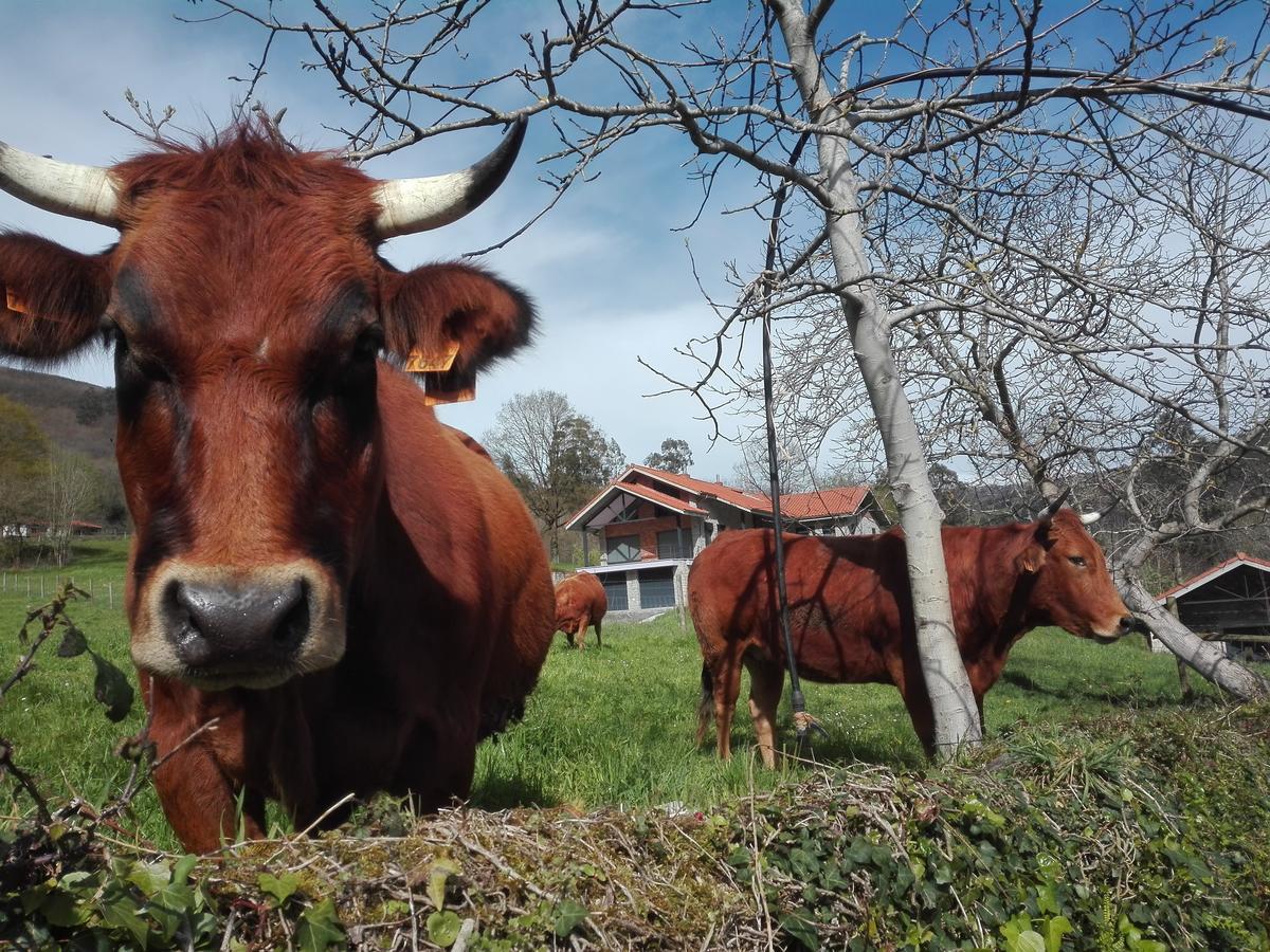 Agroturismo La Casona De Belmonte Ovinana  Eksteriør bilde